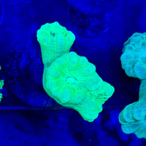 Neon green candy cane