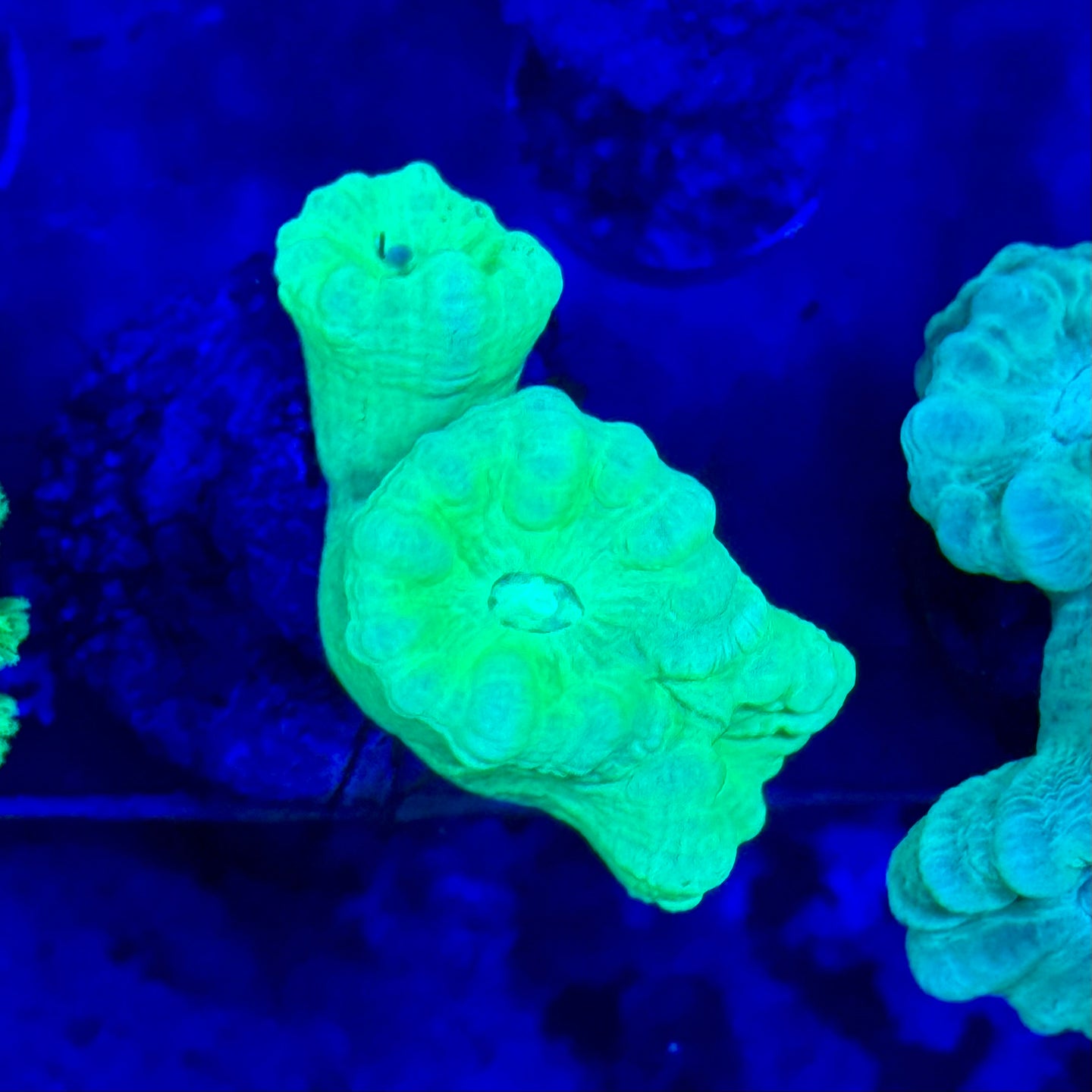 Neon green candy cane