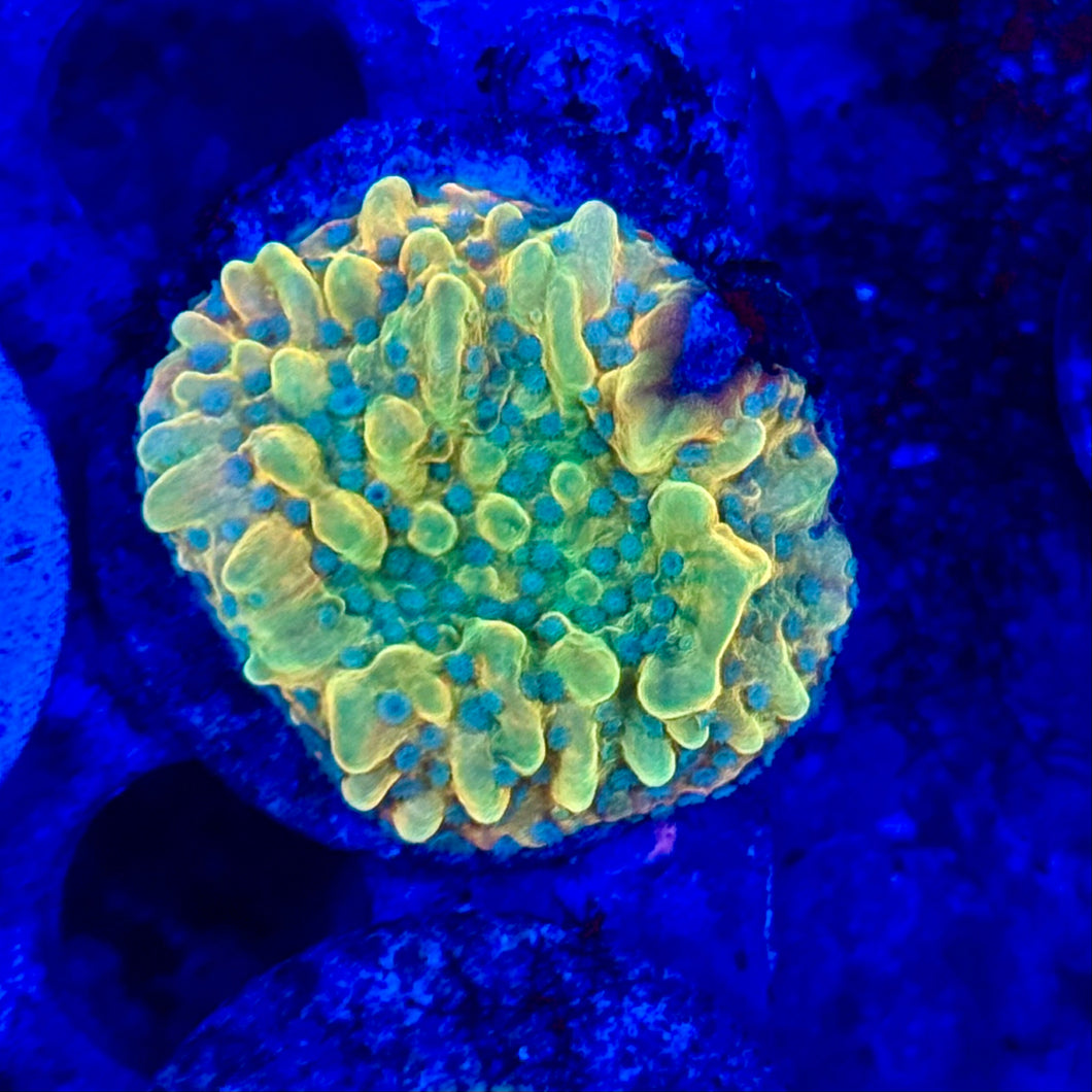 wwc kung pao montipora