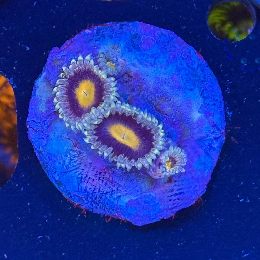 Mary Jane Zoanthid