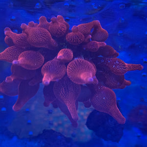 Black widow Anemone