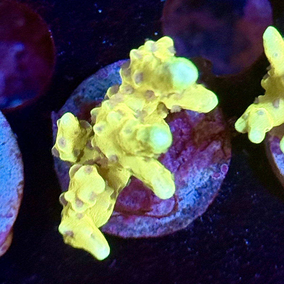 Golden Rod Anacropora – ReeferMo LLC
