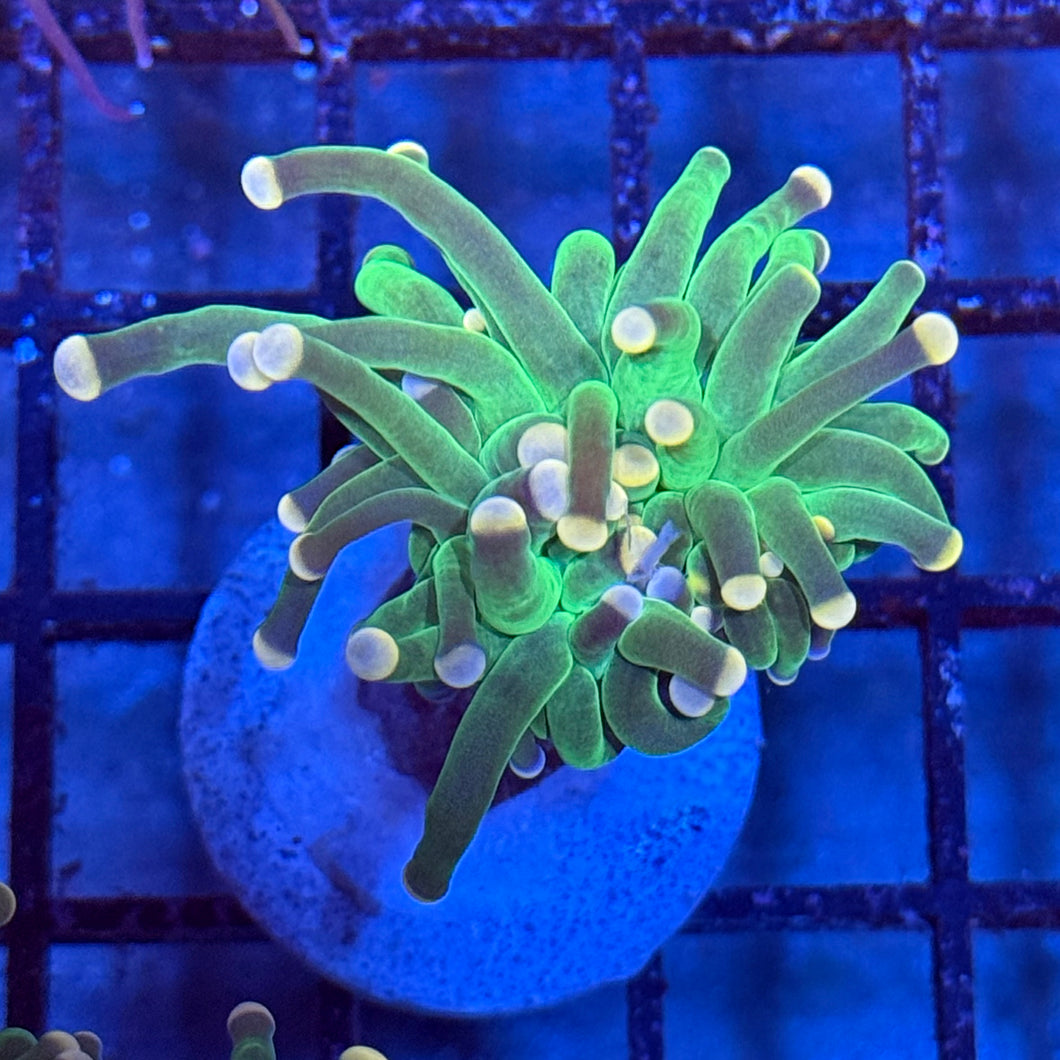 Neon green with yellow tips Torch