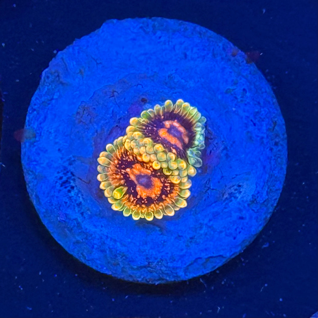 Mind Trick Zoanthids