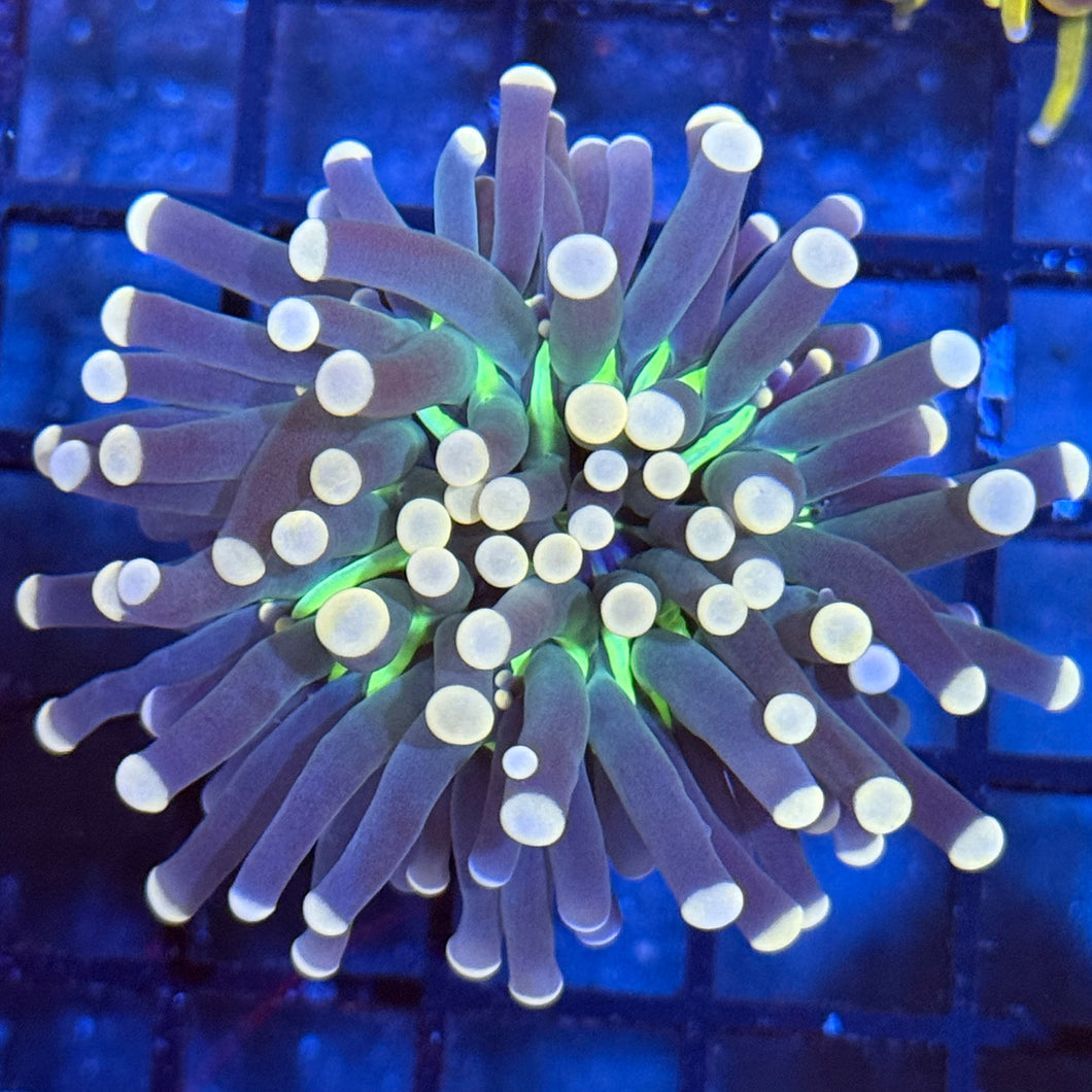 Purple with yellow tips Torch