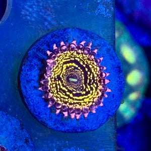 Stratosphere zoas