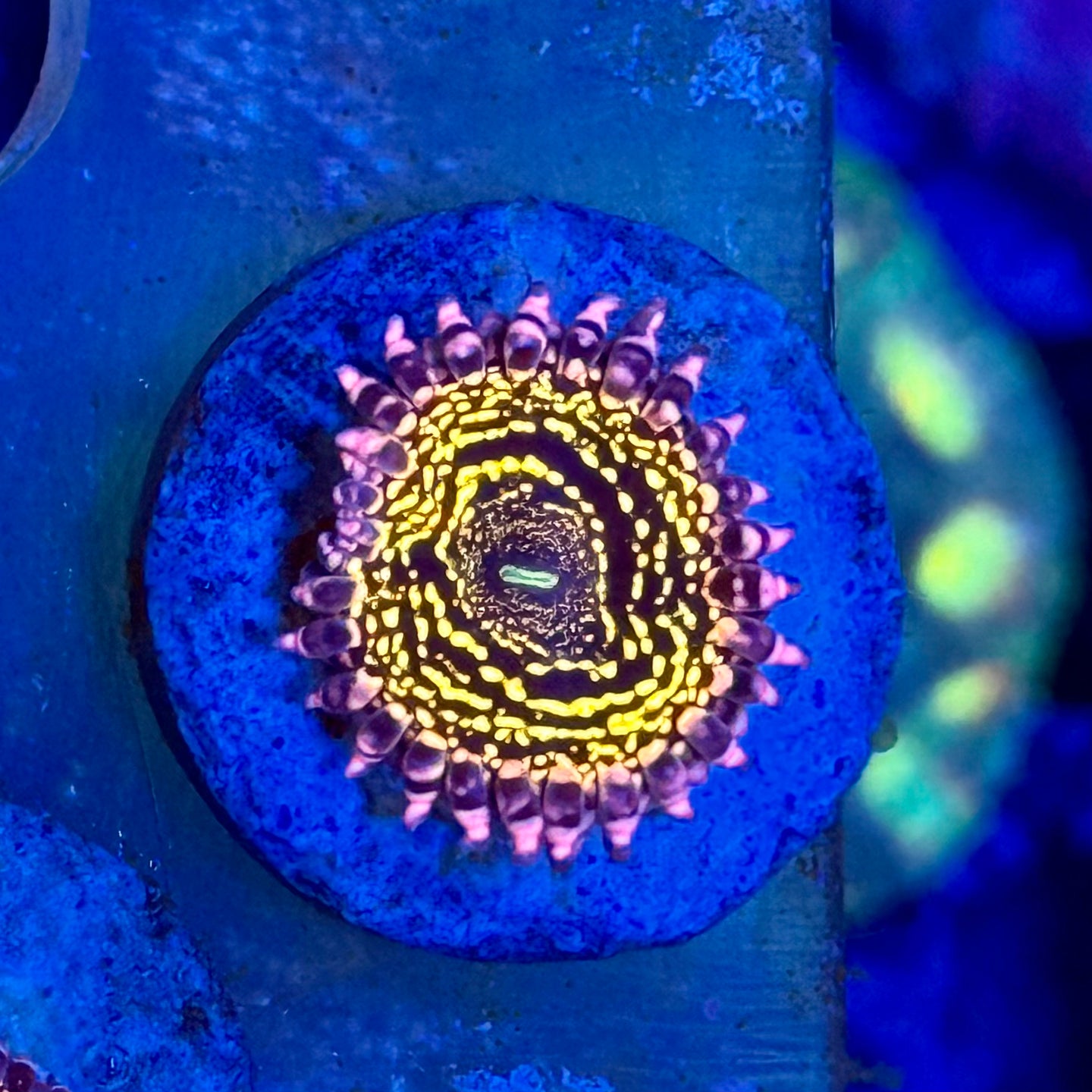 Stratosphere zoas