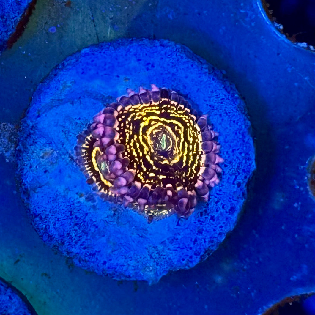 Stratosphere zoas A