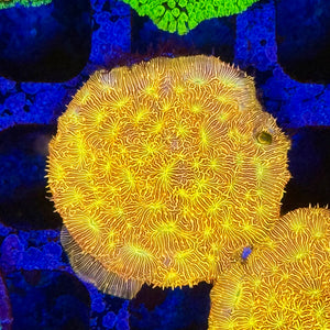 JF jack O Lantern Leptoseris