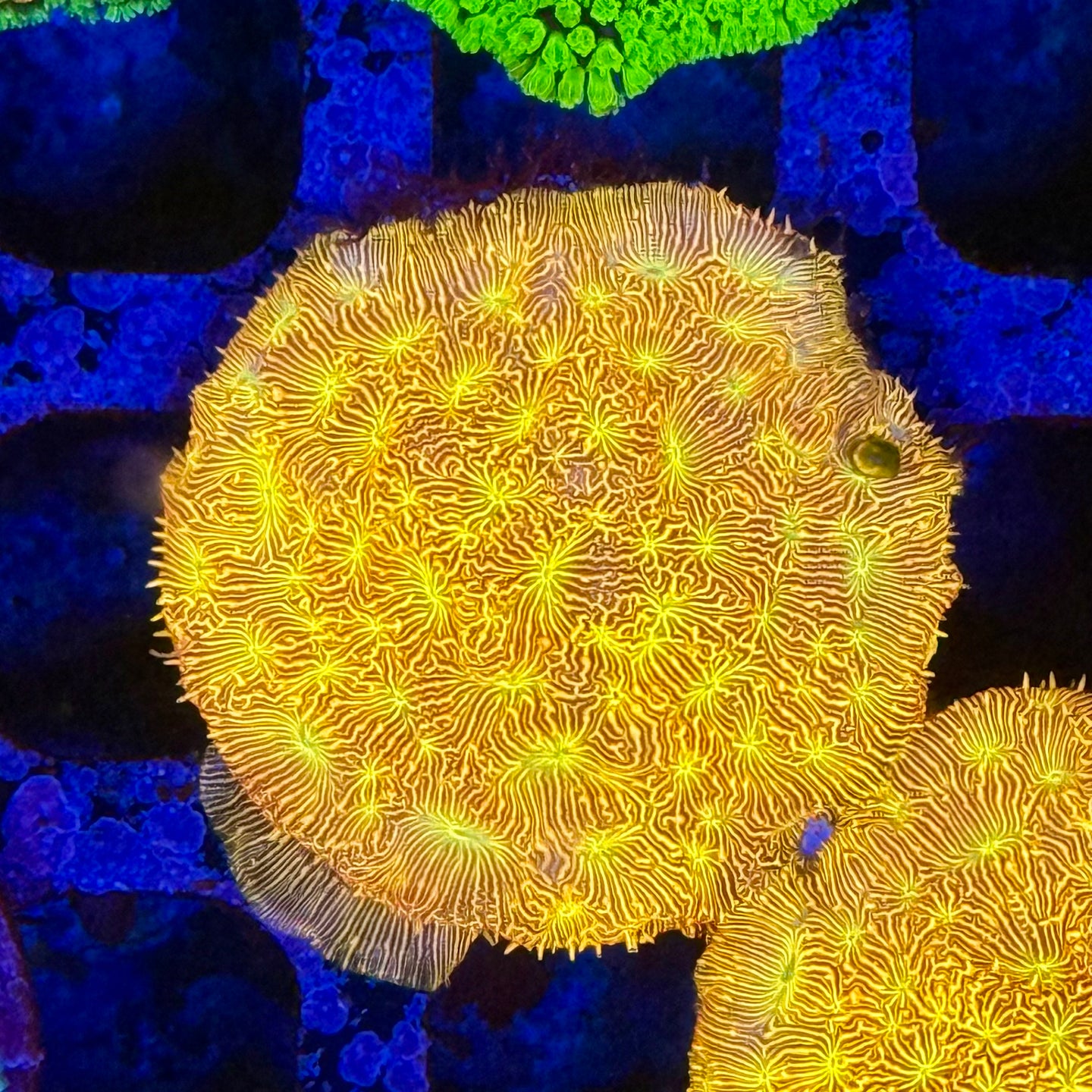 JF jack O Lantern Leptoseris