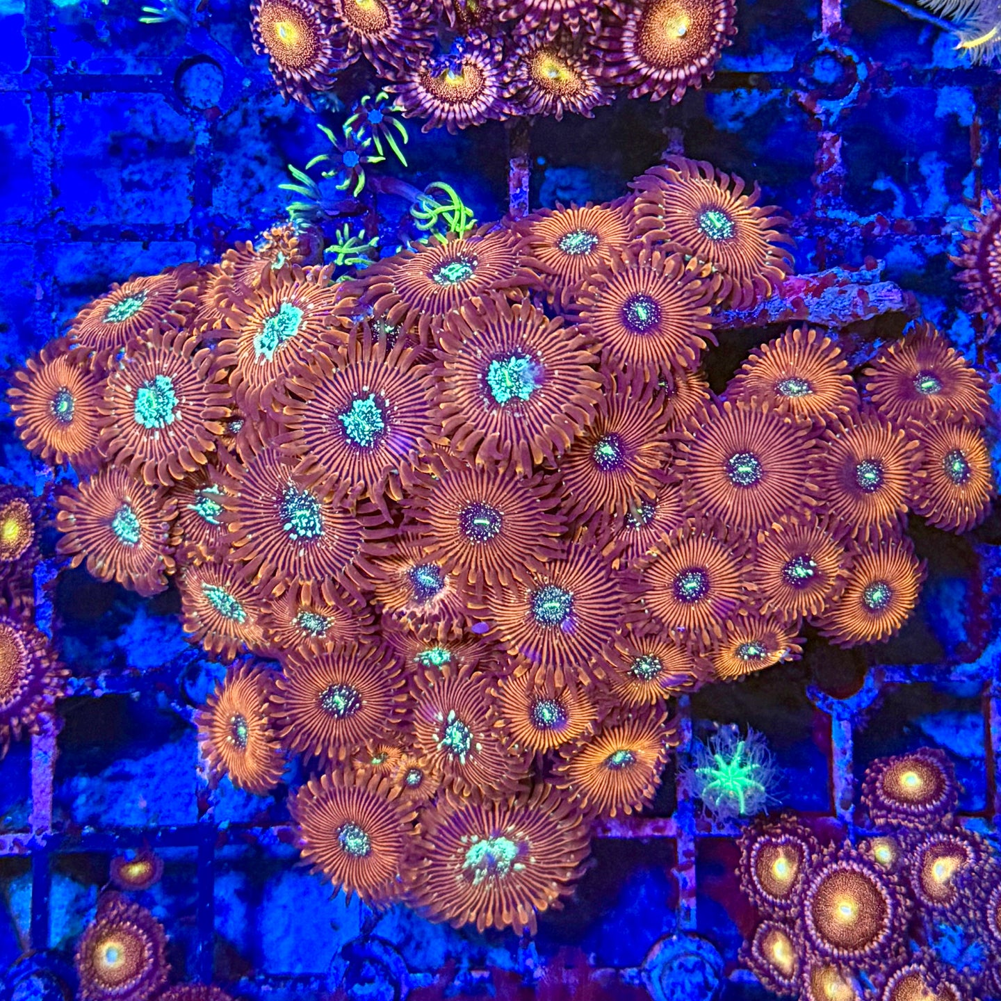 Magician zoa Colony 2