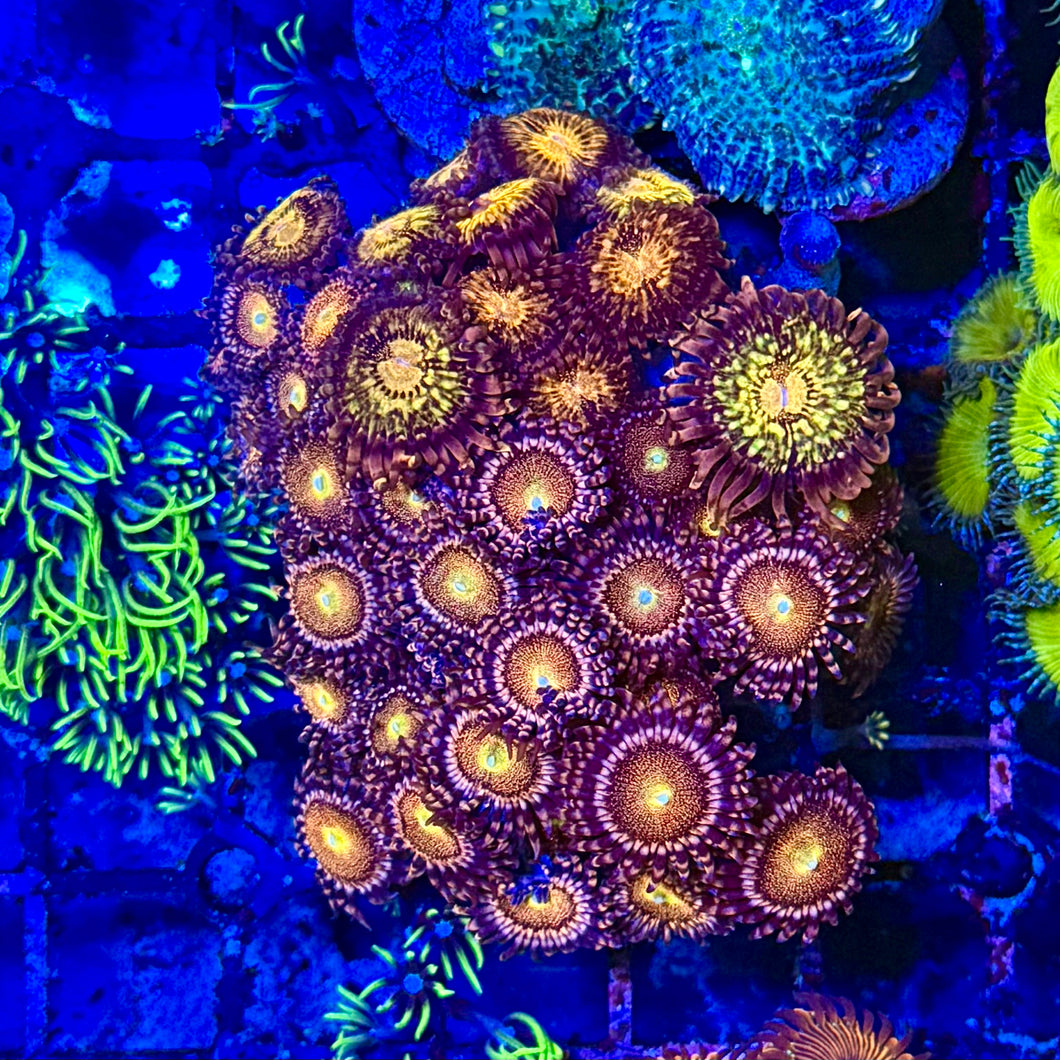 Mohawk Zoanthids Colony