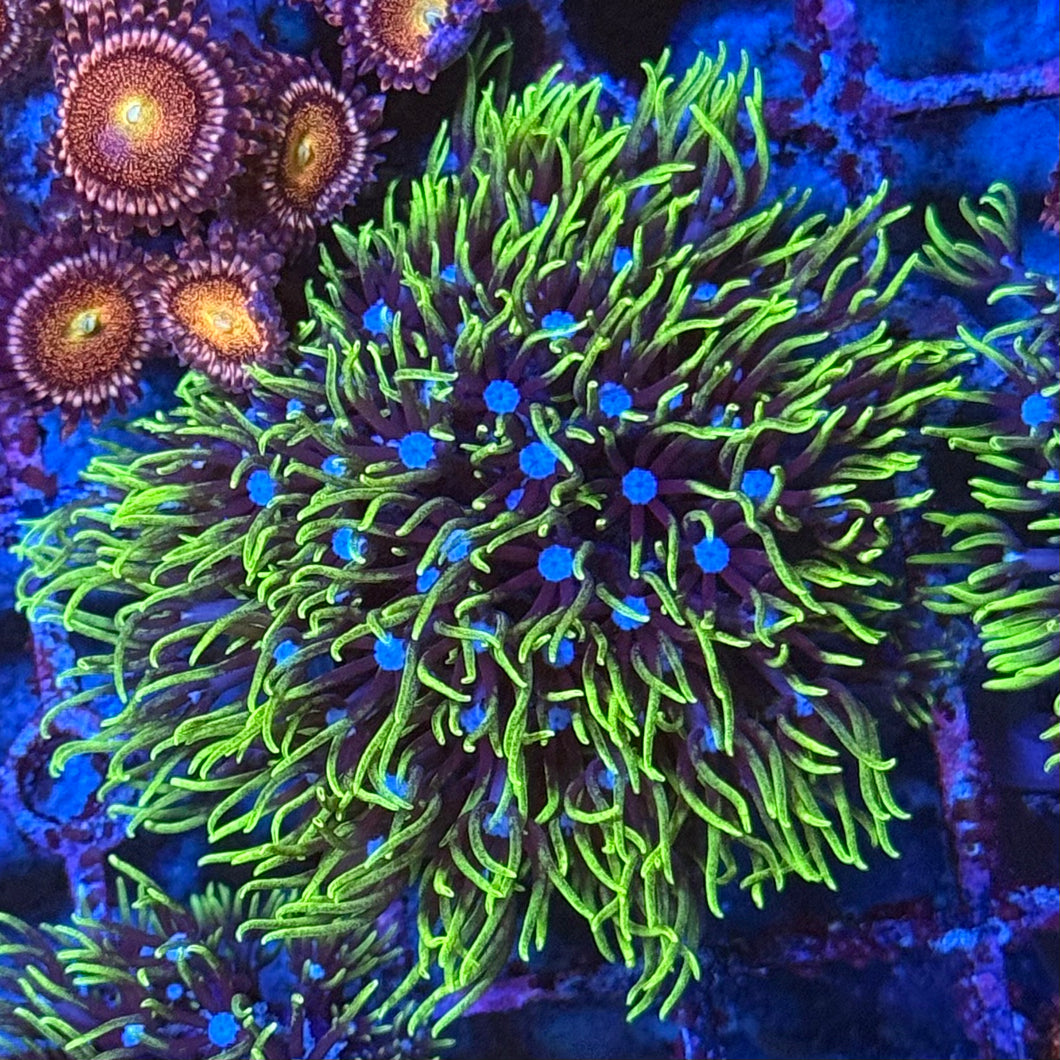 Green Star Polyp