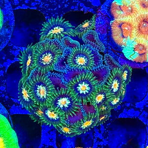 Sunny sideup purple Death Zoanthids colony mix