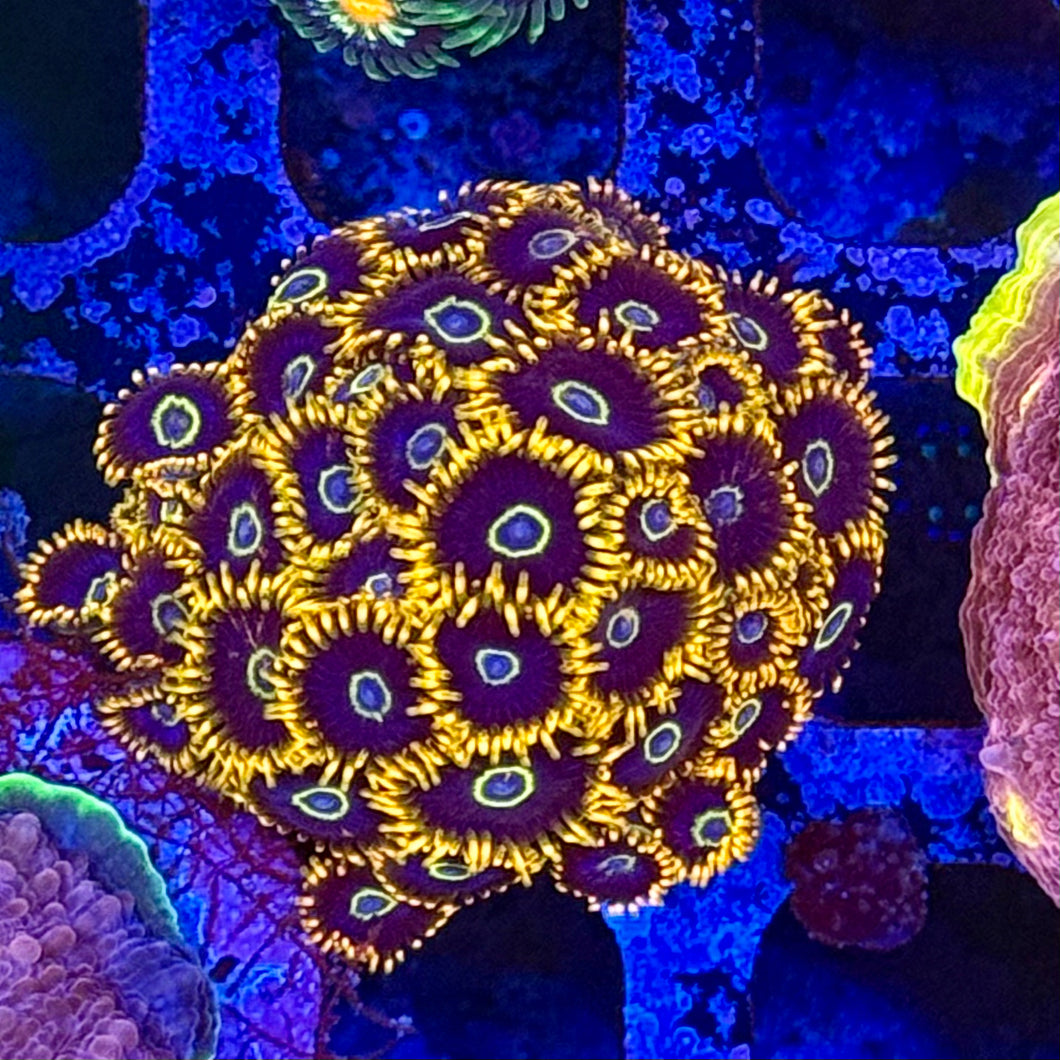Rainbow Honet Colony