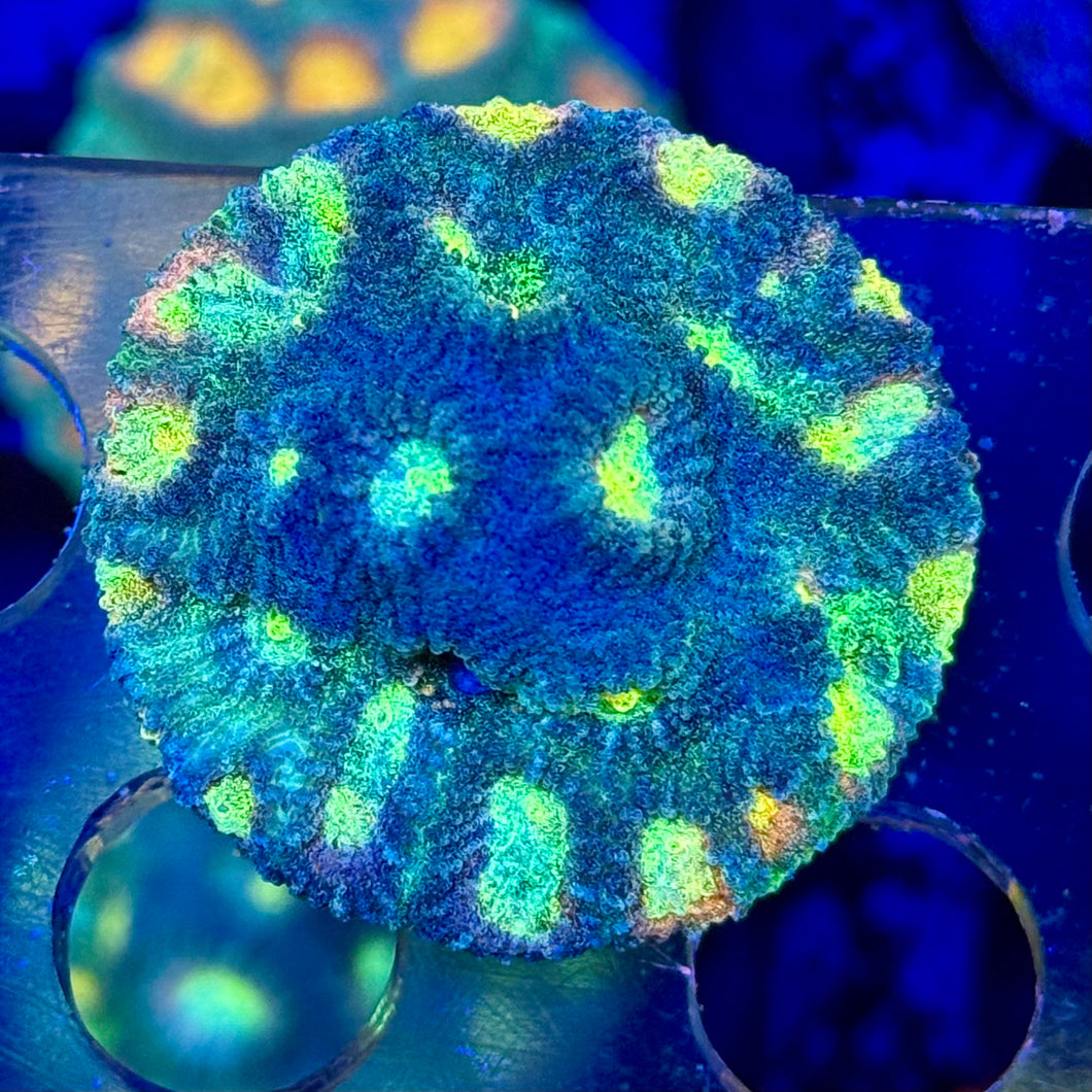 Twin Spot Favia