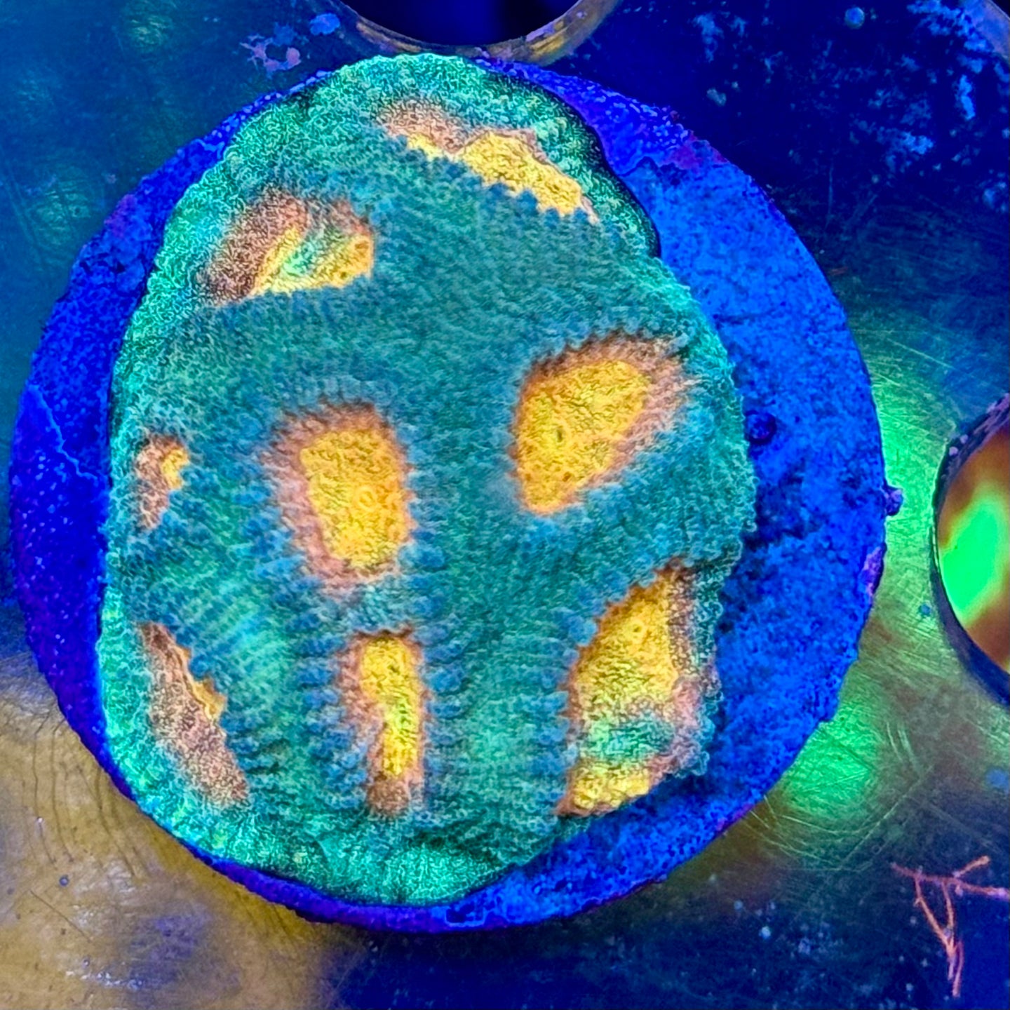 Pod of Gold Favia