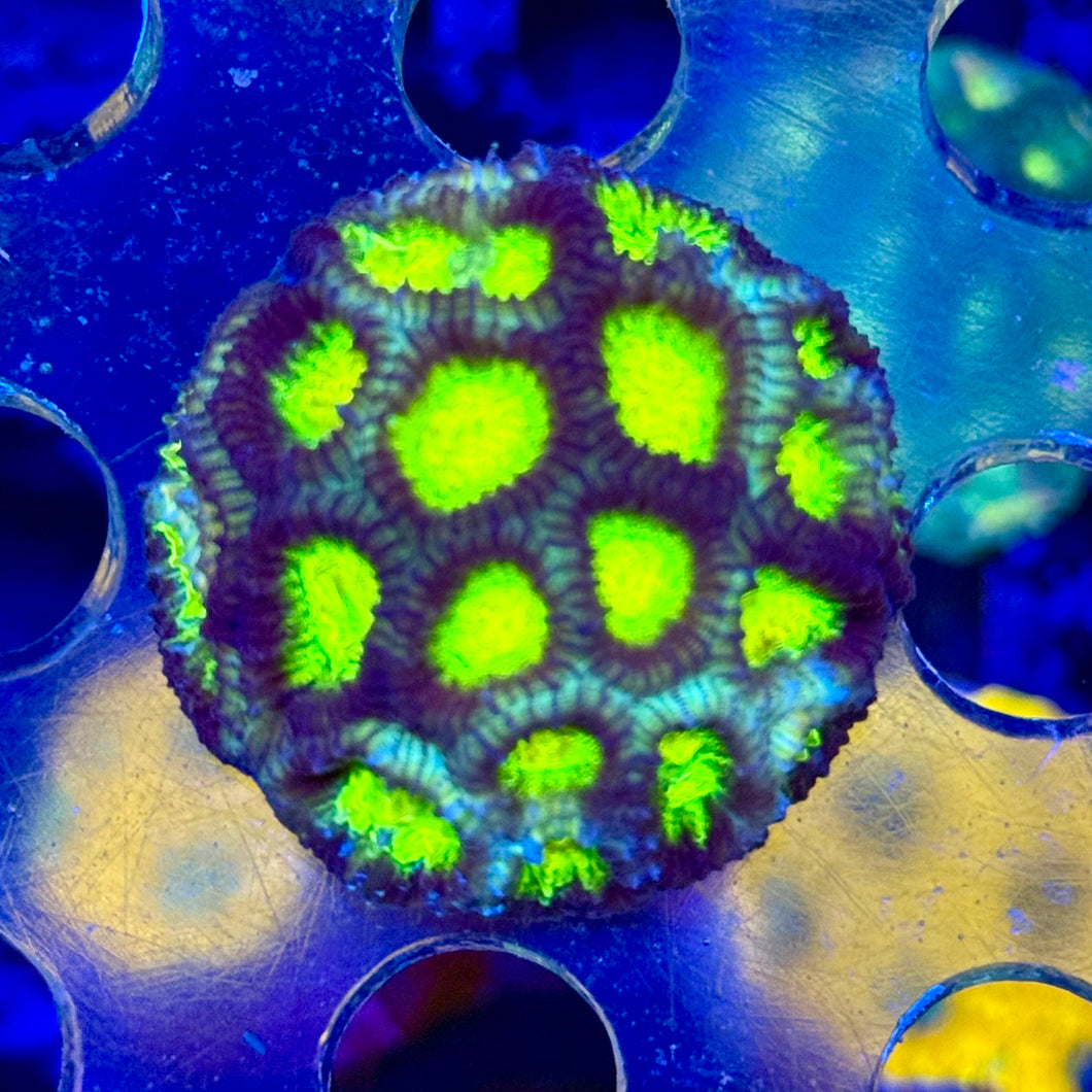 Prple and green Favia