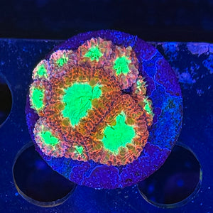 Green Red Blasto