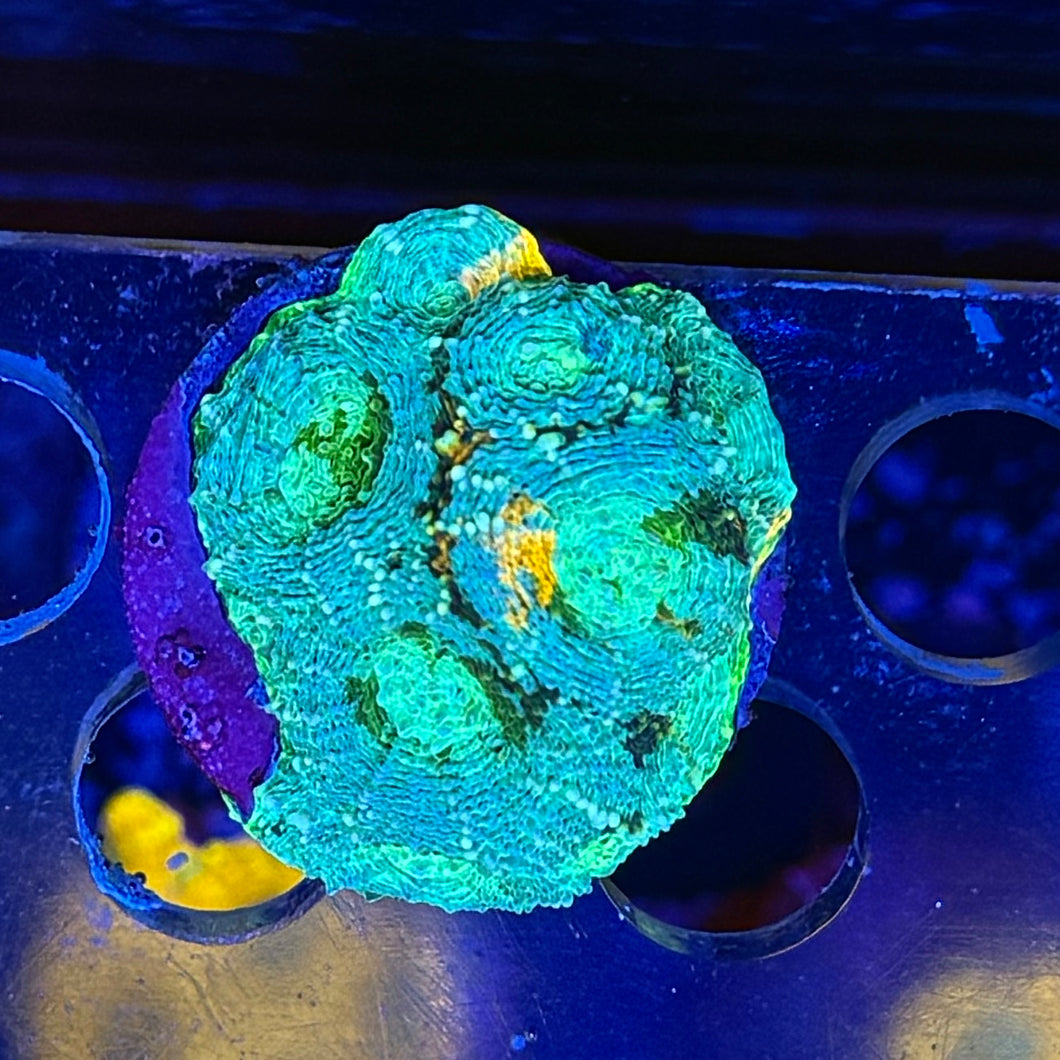 Tri Color Favia