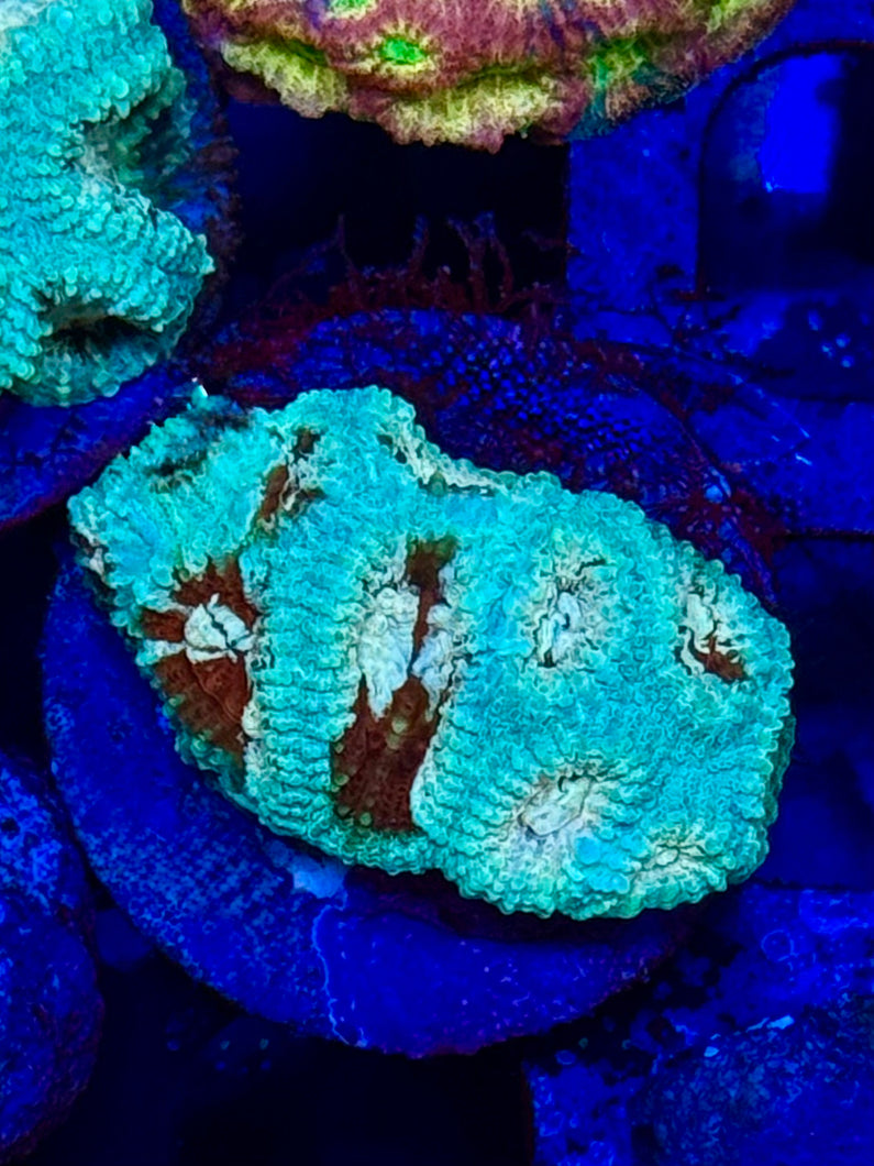 Blue and Green Favia