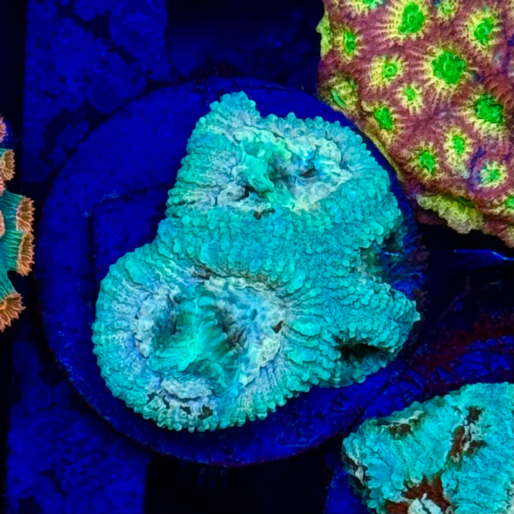 Blue Favia