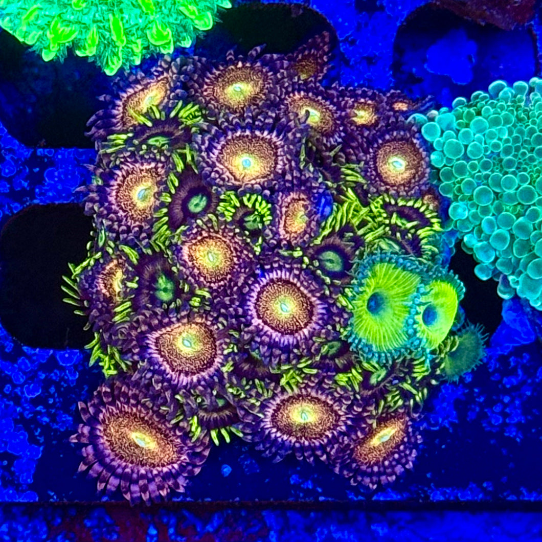 Mohawk Zoanthids Colony mix