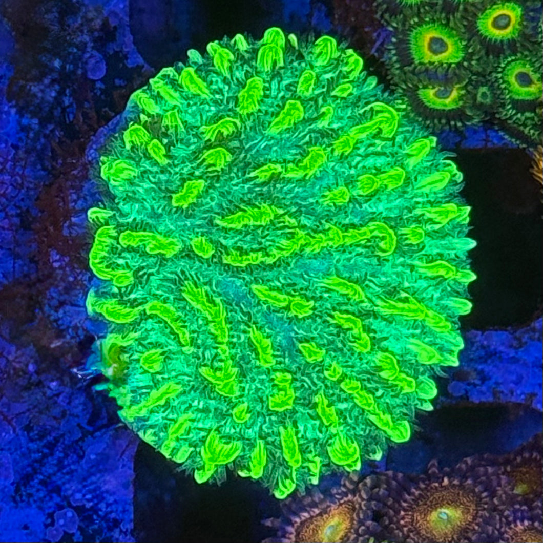 JF limelight hydnophora
