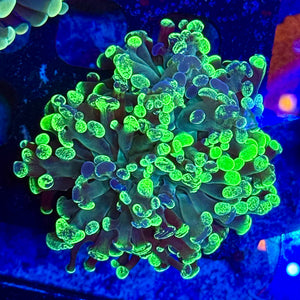 Bicolor Frogspawn
