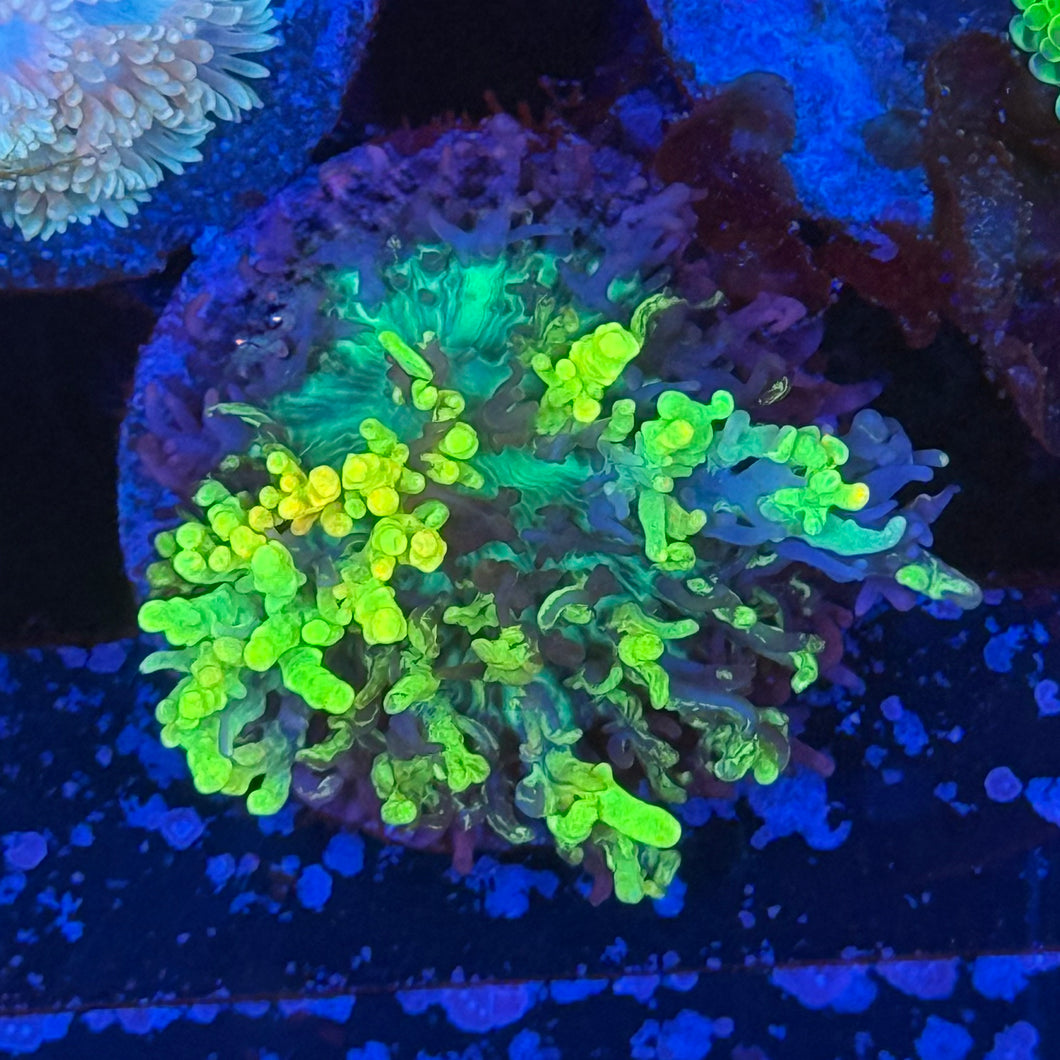 CB fire Mushroom