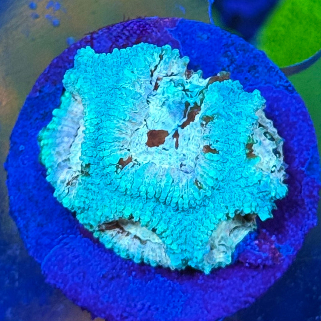Blue Favia (WYSIWYG)