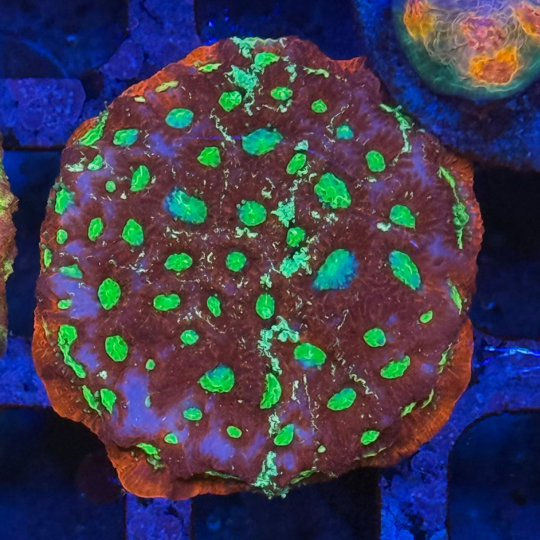 War Coral Favia