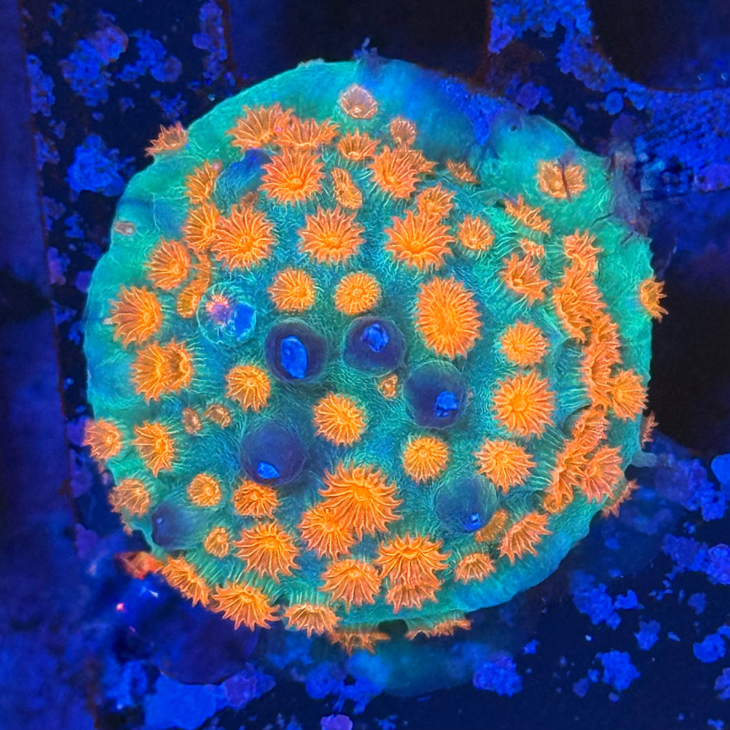 Metero shower cyphastrea