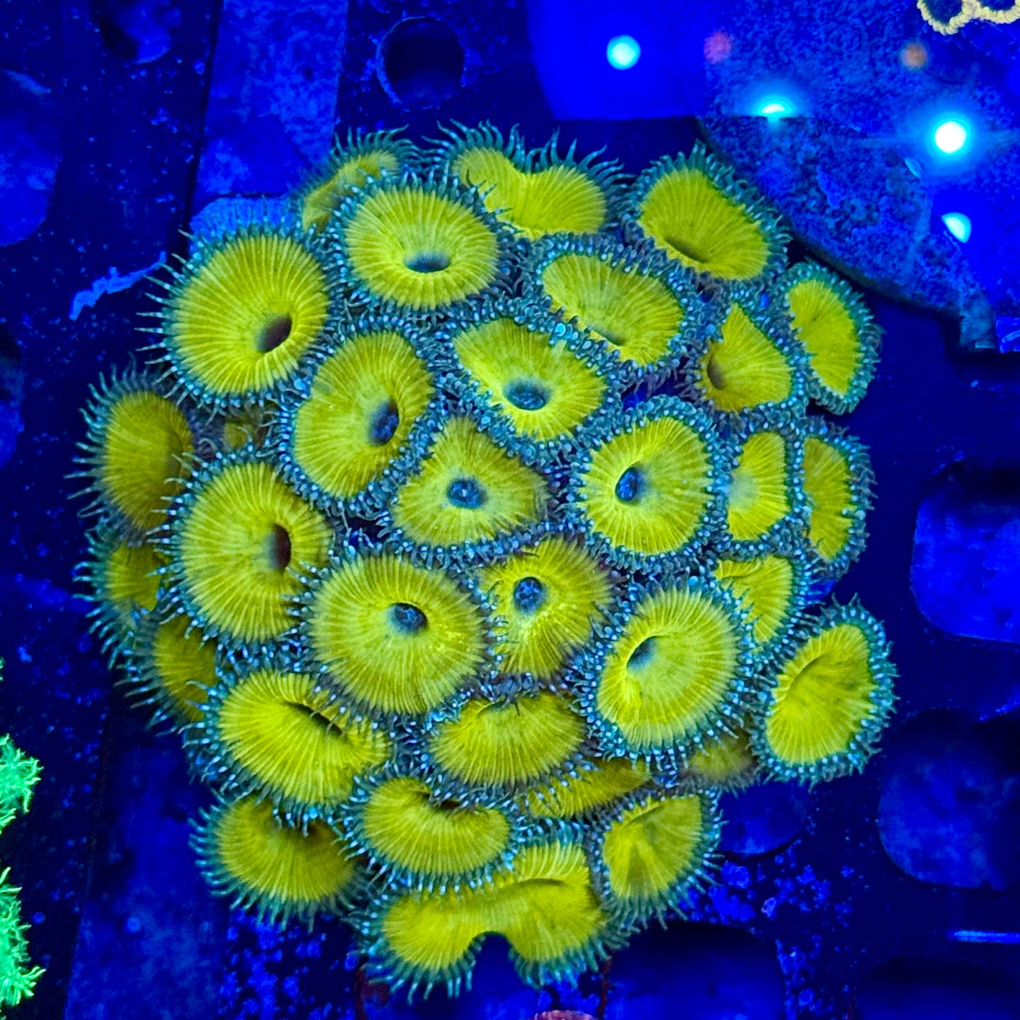 Nuclear green colony  Zoanthid