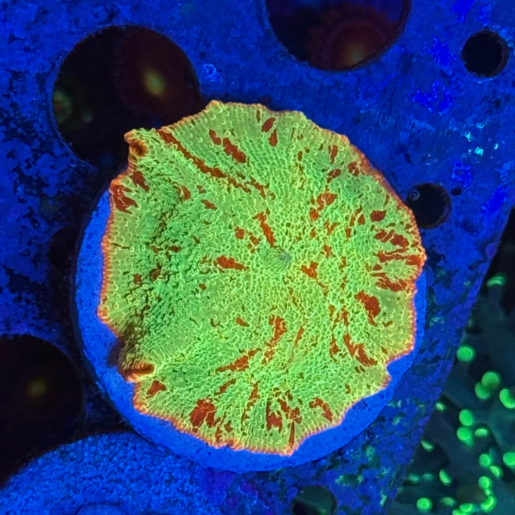 Jawbreaker Mushroom
