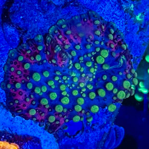 Purple Lava Lamp Mushroom