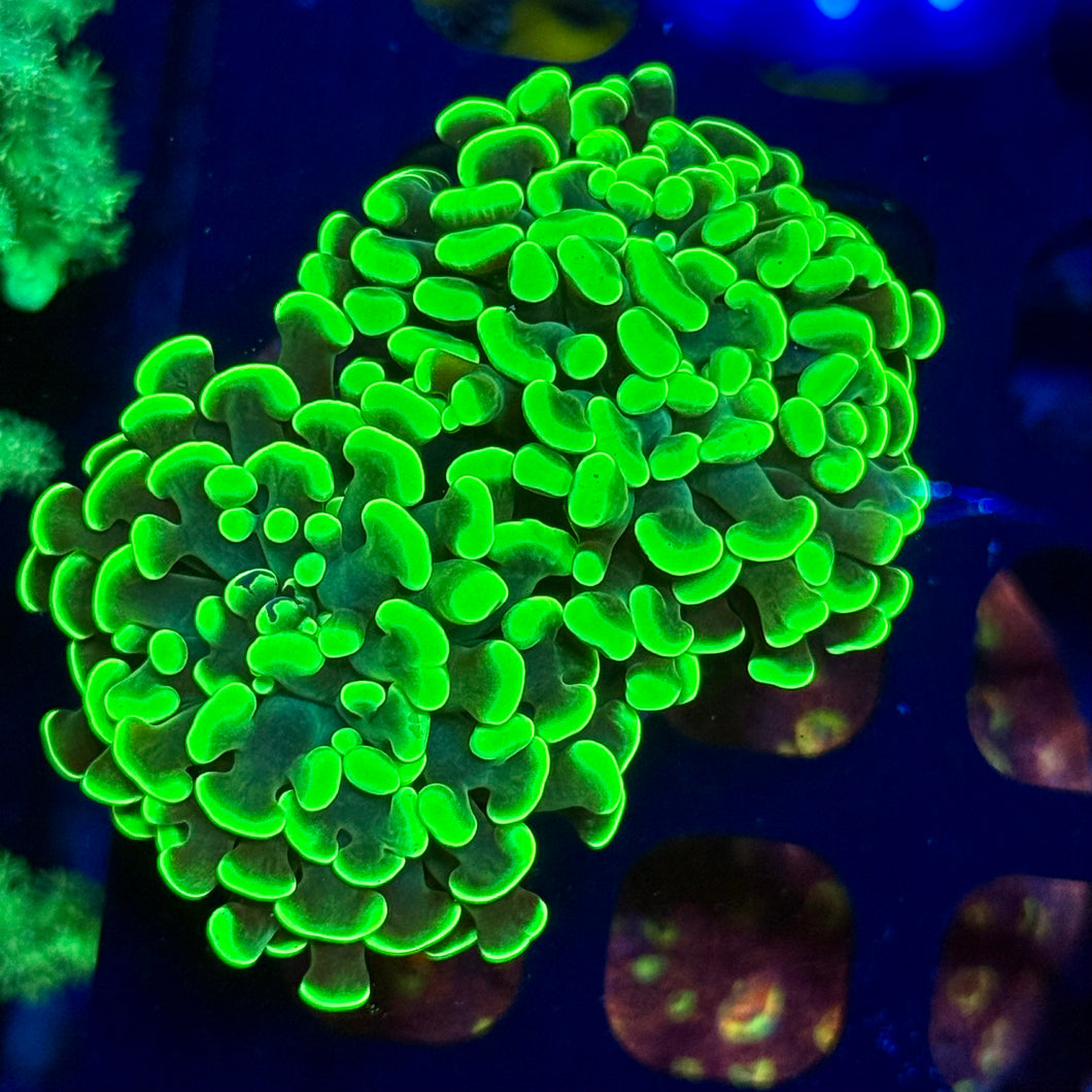 Toxic  Green Hammer