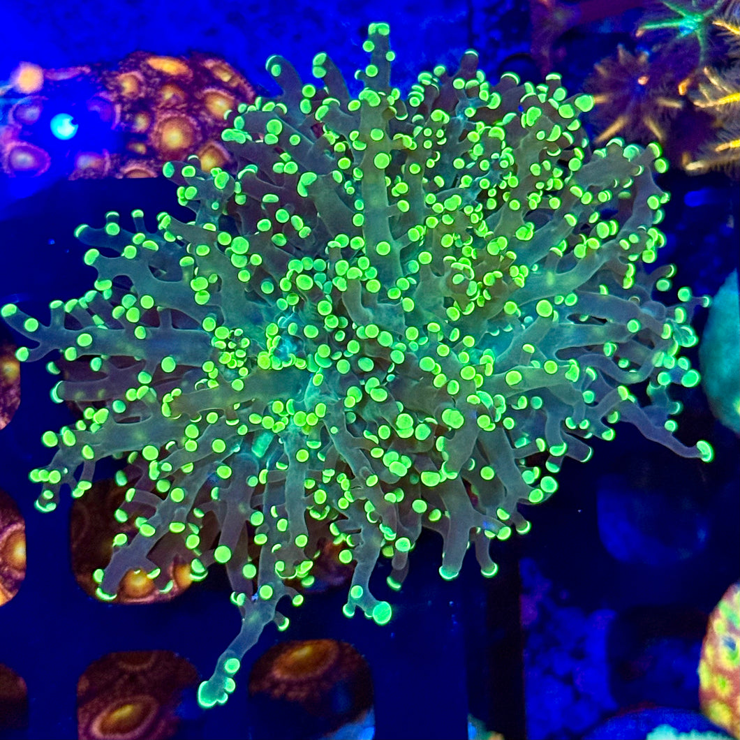 Yellow octopus frogspawn