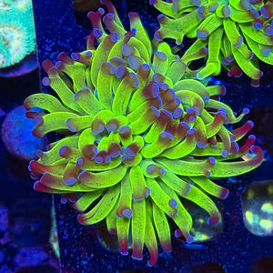 Green with purple Tip Hammer Coral