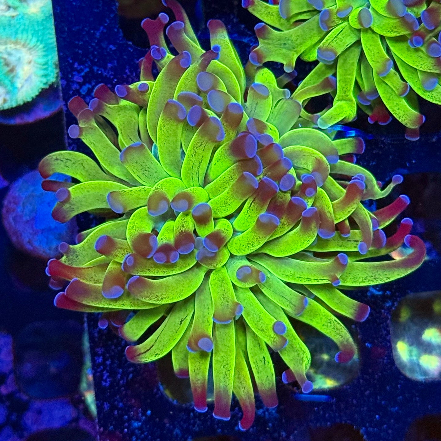 Green with purple Tip Hammer Coral