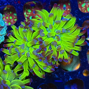 Green with purple Tip Hammer Coral A