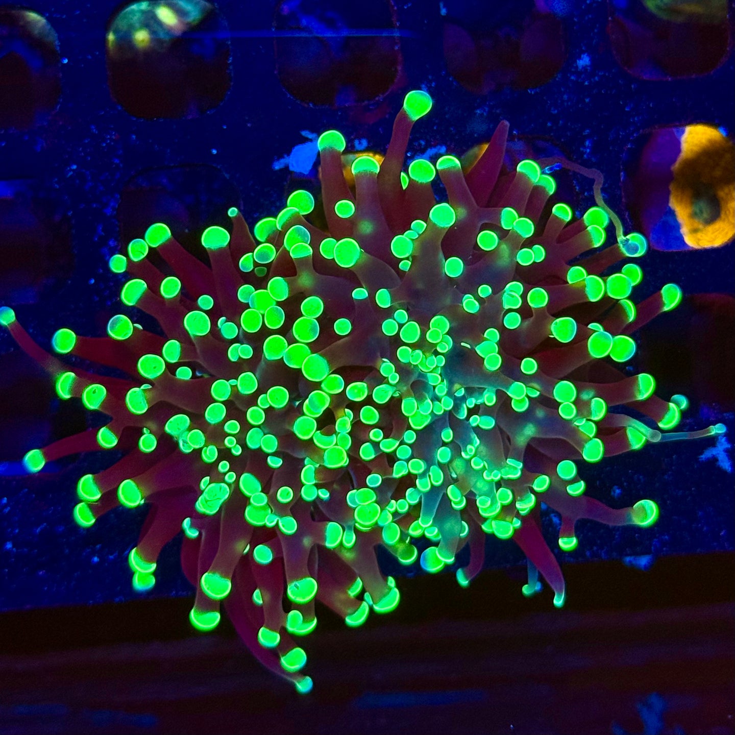 Green Tip Frogspawn