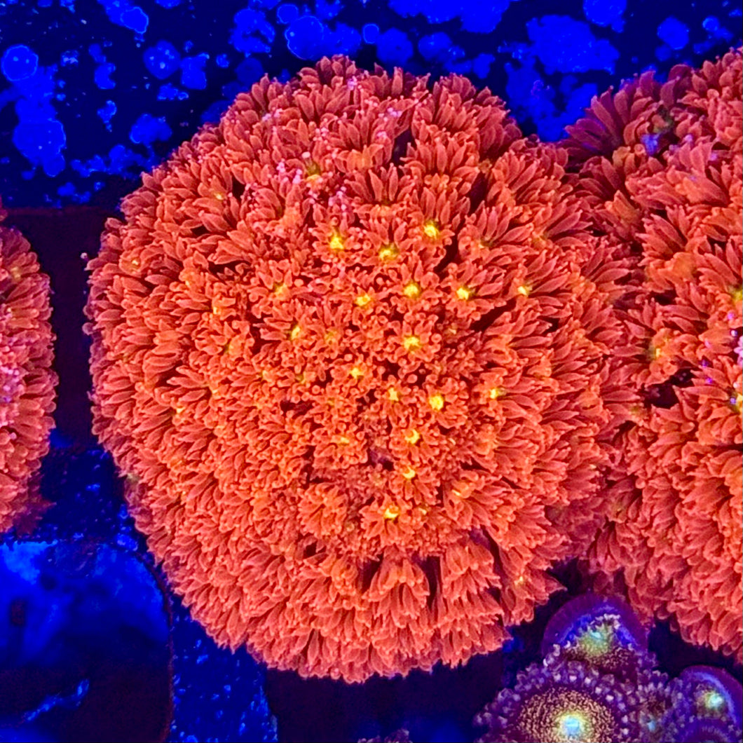 Micro Goniopora (WYSIWYG)