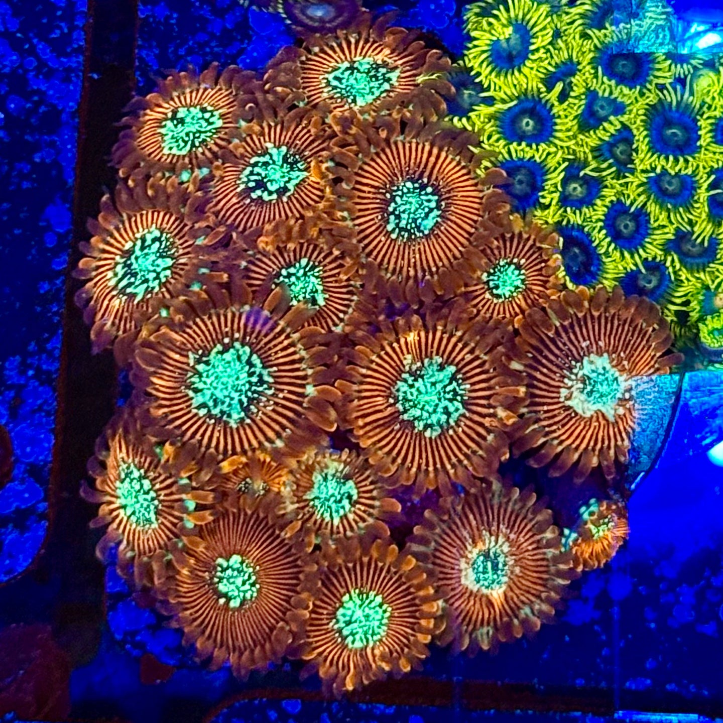 Magician zoa Colony 1