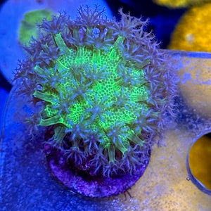 Purple polyps Toadstool Leather
