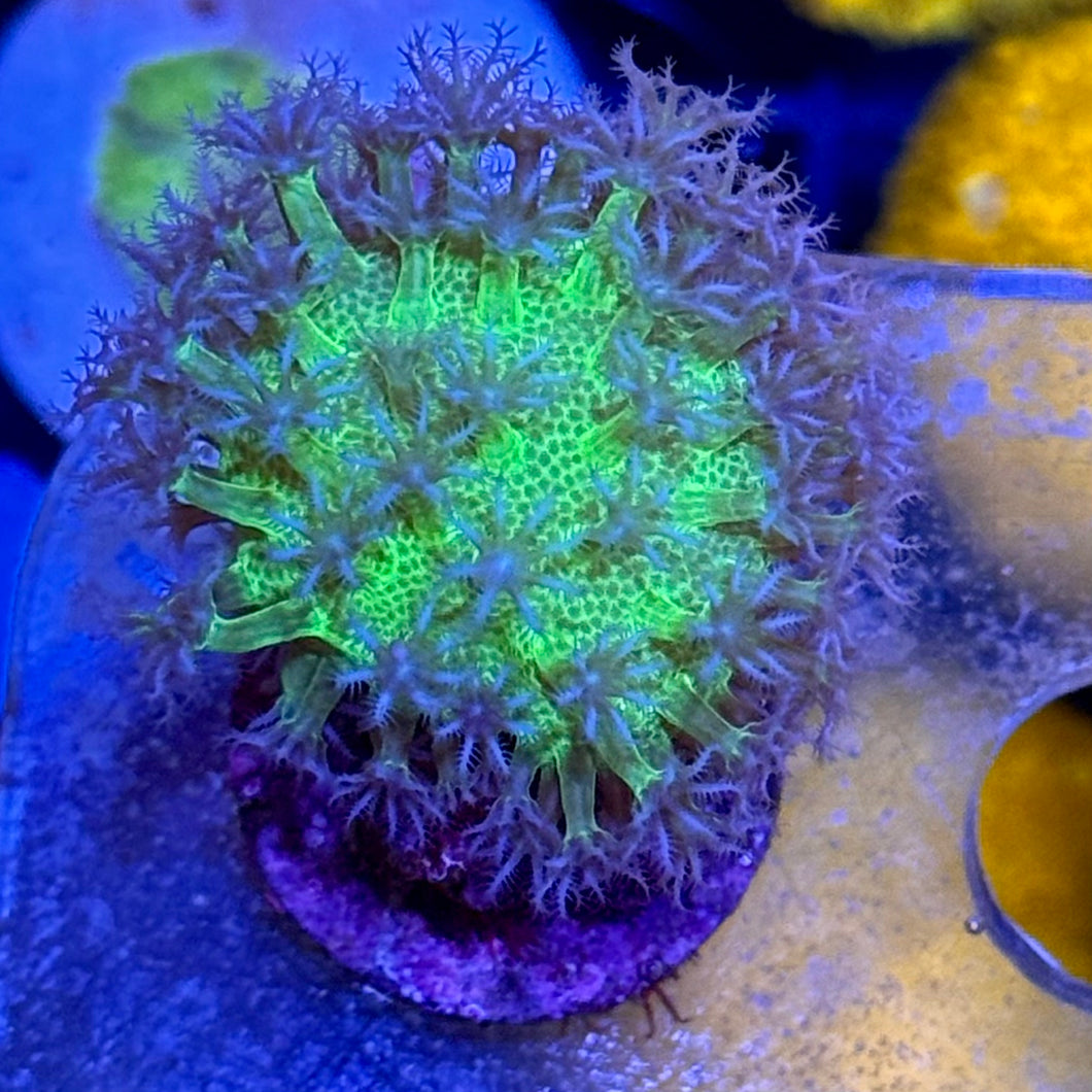 Purple polyps Toadstool Leather