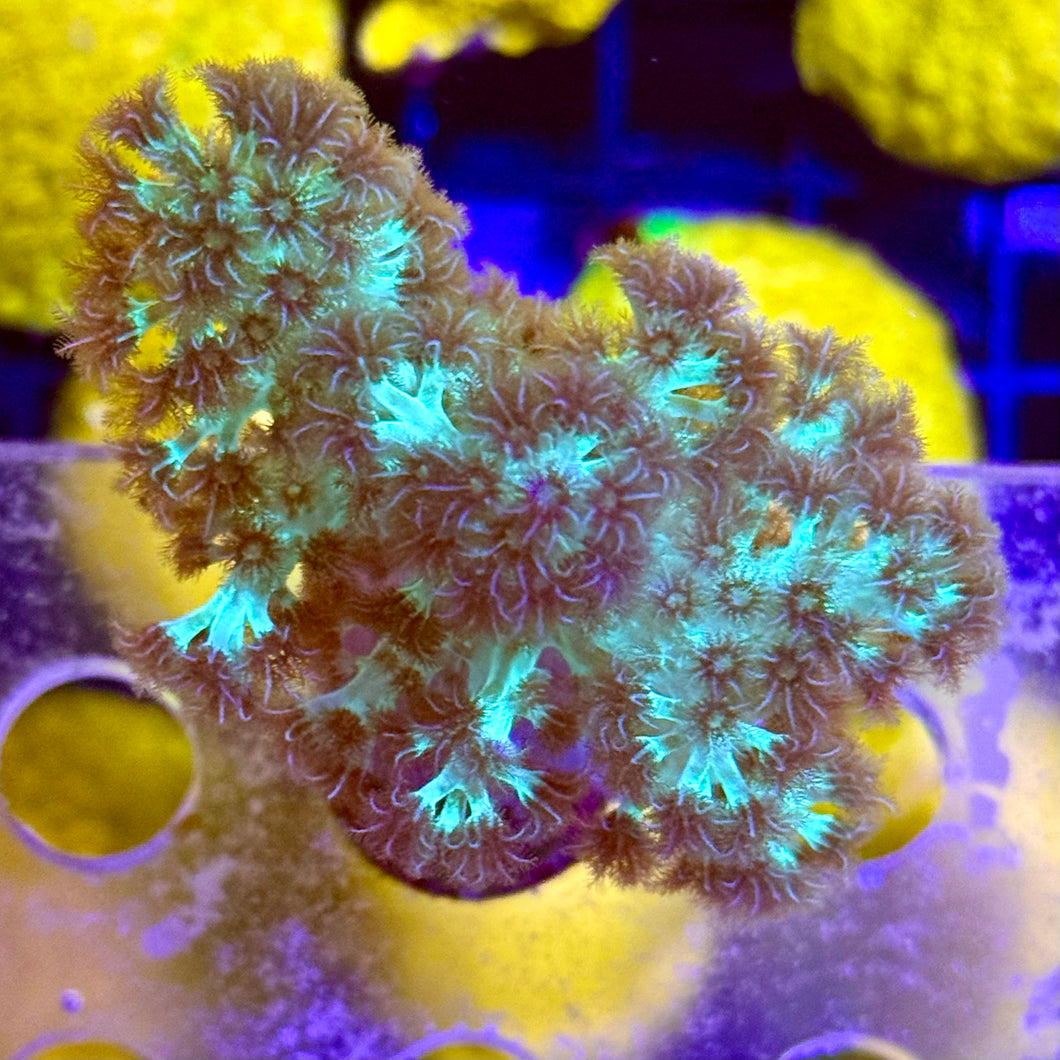 Purple polyps sinularia