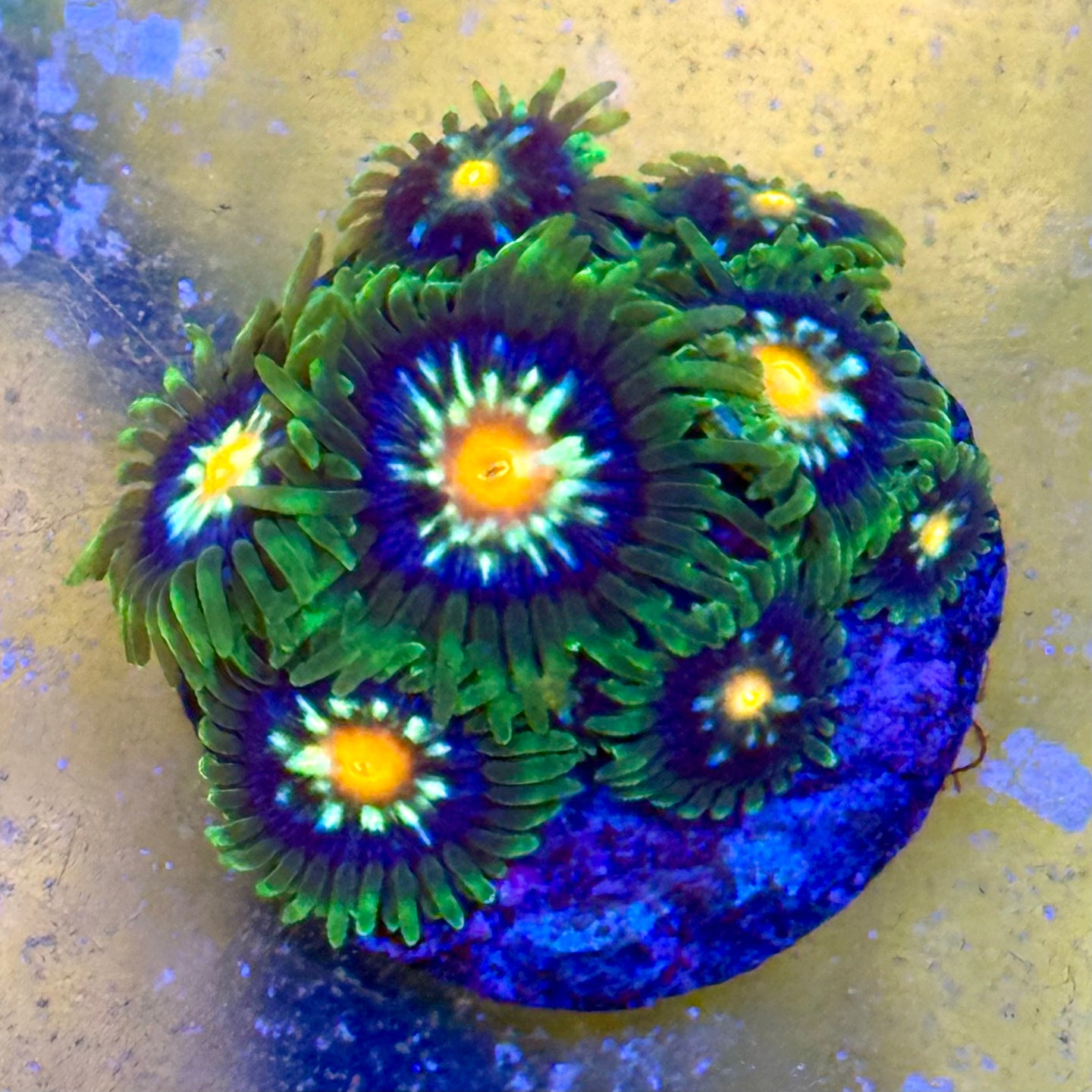 Sunny sideup Zoanthids