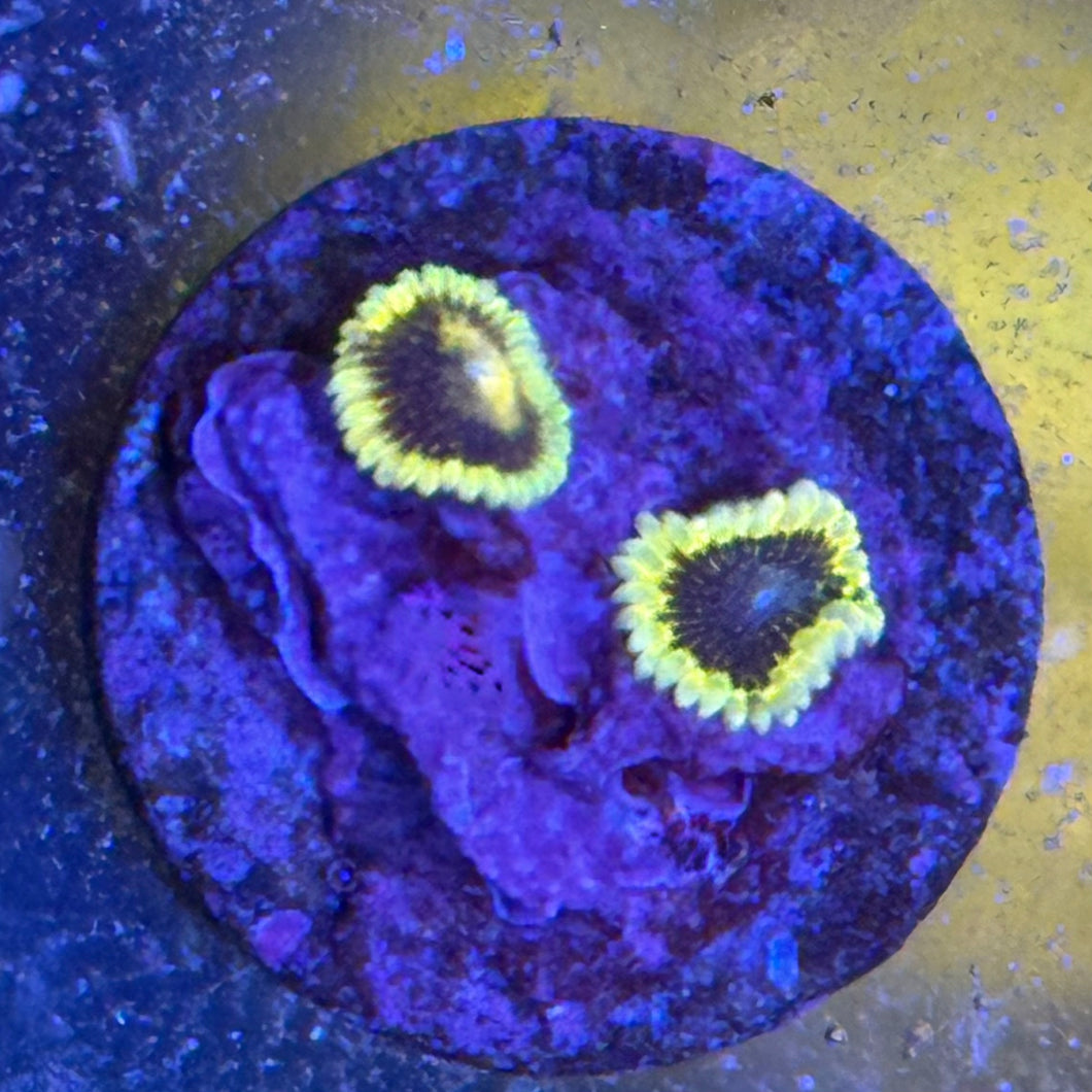 Bumble Bee Zoa 2