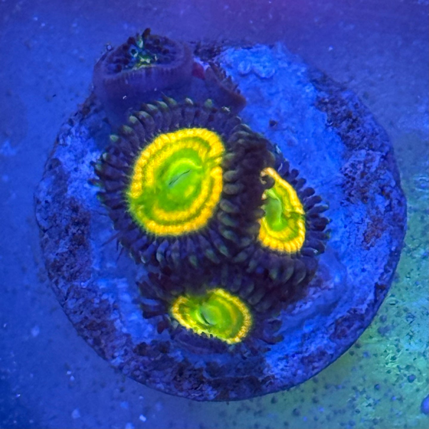 Sunny D Zoanthids
